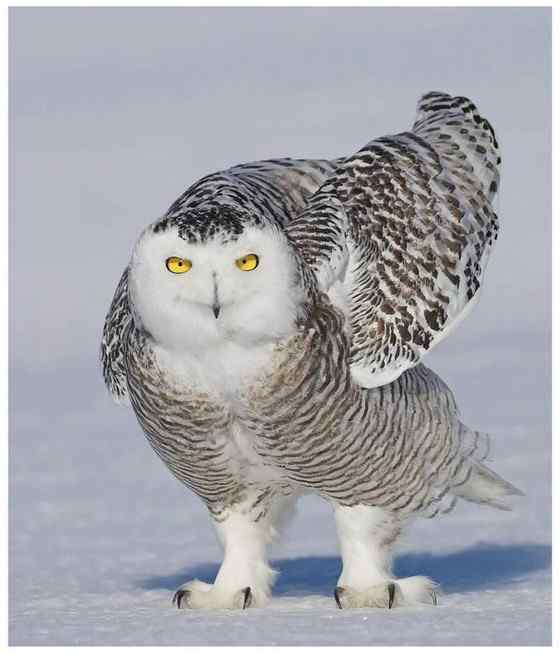 洁白的雪鸮