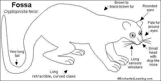 雌雄难辨 怪兽隐肛狸 Cryptoprocta ferox