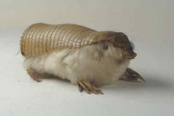 体型最小的犰狳  阿根廷的倭犰狳