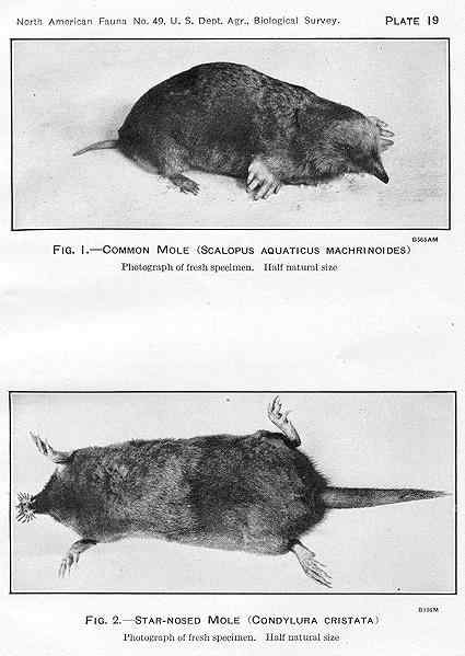 长相奇特的动物  星鼻鼹