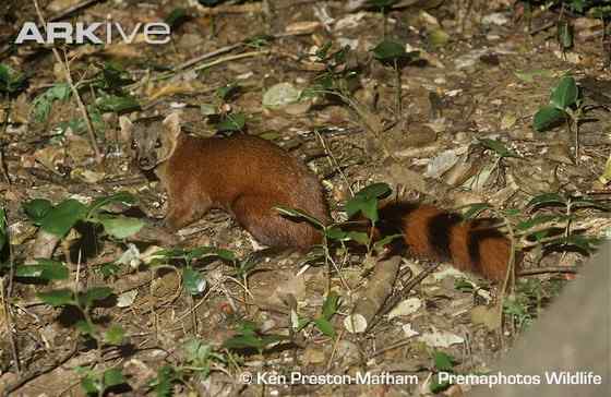 棕面鶯Fulvous-faced Flycatcher Warbler