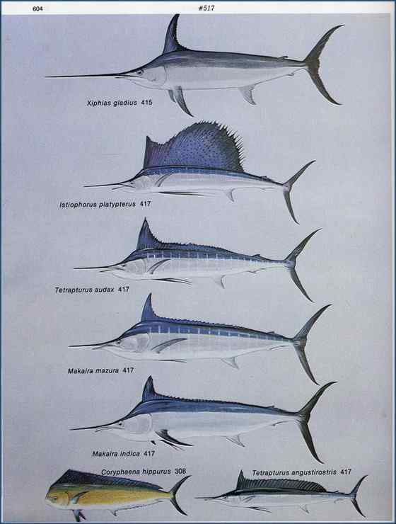海明威《老人与海》中的旗鱼 Sailfish、Billfish