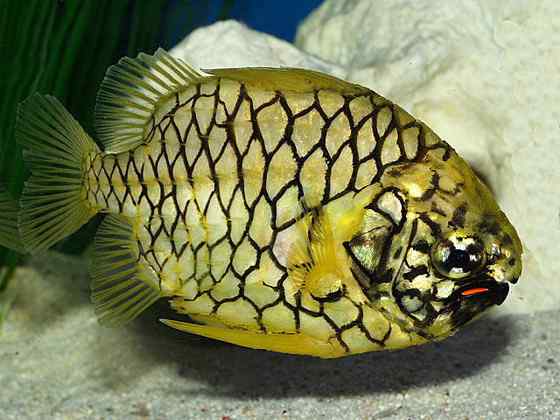 观赏鱼类 松球鱼 pinecone fish