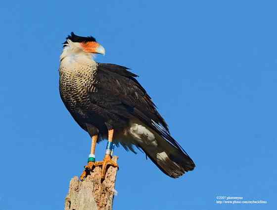 墨西哥的国鸟  凤头卡拉鹰 Polyborus plancus