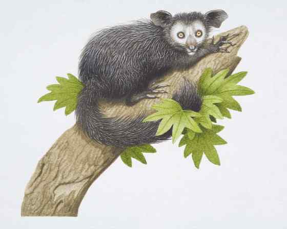 最奇特的灵长目动物--指猴（Daubentonia madagascariensis）