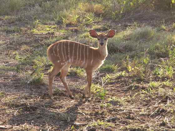 淡蓝色的羚羊——东非条纹羚 Tragelaphus angasii