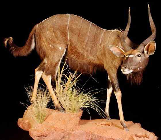 淡蓝色的羚羊——东非条纹羚 Tragelaphus angasii