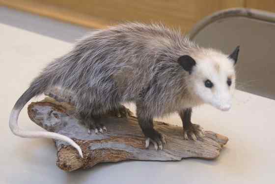 北美洲唯一的一种有袋动物  负鼠 会装死 会疾停