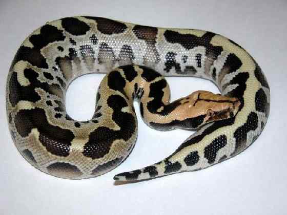 小型蛇  血蟒、侏蟒（Short python）