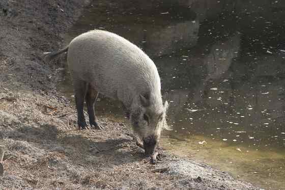 太平洋岛国的奇特野猪  须野猪