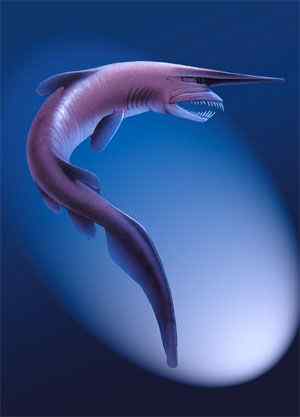 十分稀有的鲨鱼--剑吻鲨