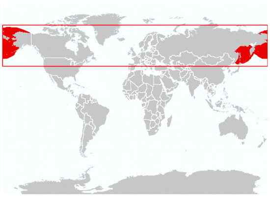 环海豹 带纹海豹、绶带海豹
