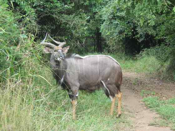 淡蓝色的羚羊——东非条纹羚 Tragelaphus angasii