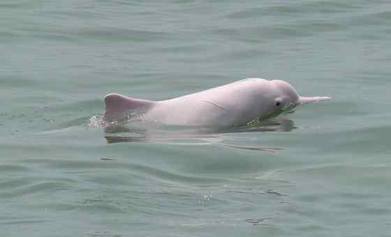 香港回归的吉祥物  中华白海豚