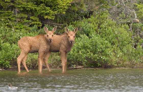 鹿科动物中体型最大的驼鹿
