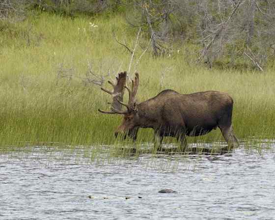 鹿科动物中体型最大的驼鹿