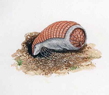 体型最小的犰狳  阿根廷的倭犰狳