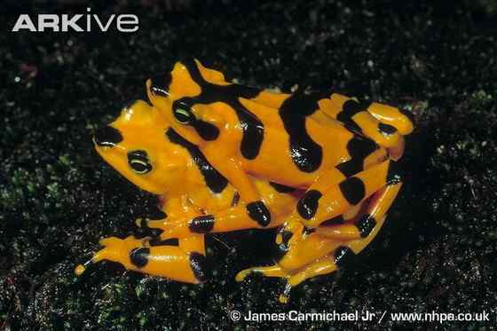 巴拿马金蛙 黄金箭毒蛙（Golden Arrow Poison Frog）