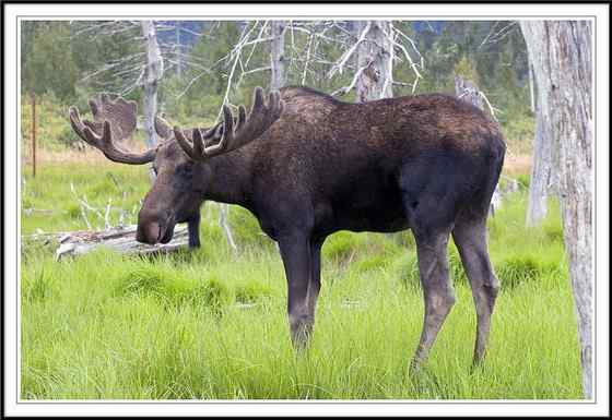 鹿科动物中体型最大的驼鹿