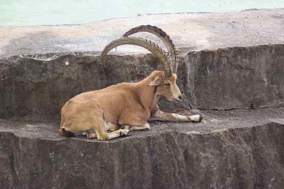 英俊的大角羊  云山羊