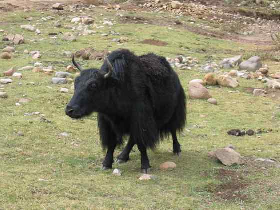 青藏高原地区独有的动物 野牦牛