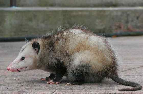 北美洲唯一的一种有袋动物  负鼠 会装死 会疾停