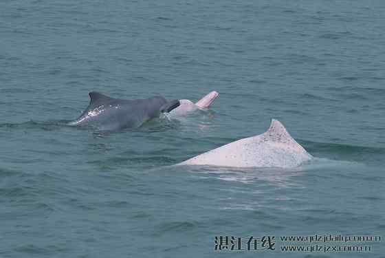香港回归的吉祥物  中华白海豚