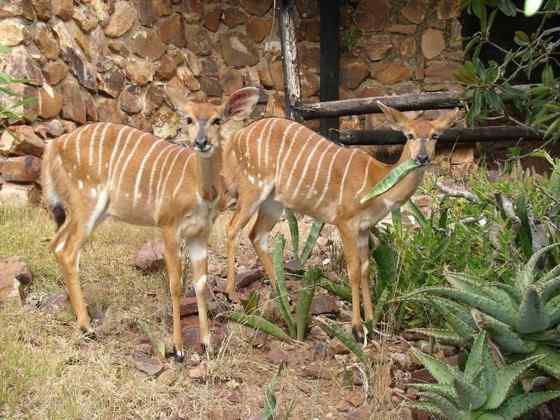 淡蓝色的羚羊——东非条纹羚 Tragelaphus angasii