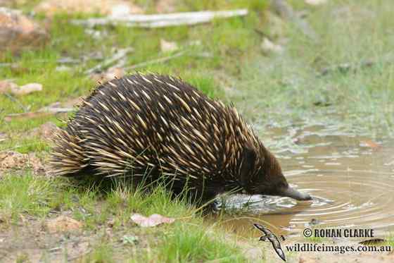 下蛋的哺乳动物“刺猬”  针鼹