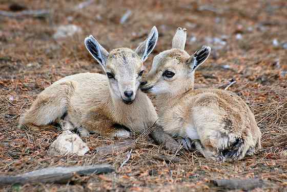 英俊的大角羊  云山羊