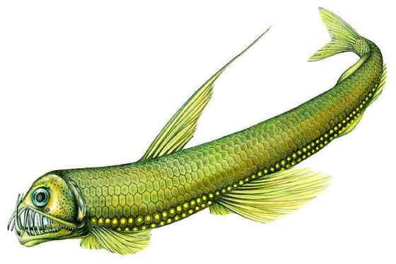 面目狰狞的深海鱼类——蝰鱼、凸齿鱼、毒蛇鱼