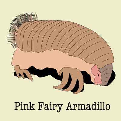 体型最小的犰狳  阿根廷的倭犰狳