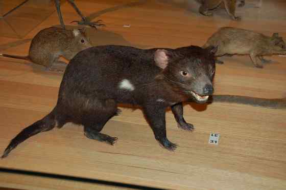 世界上最凶猛的哺乳动物  袋獾