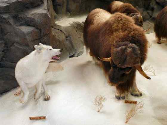北极地区最大的食草动物  似牛实羊的麝牛