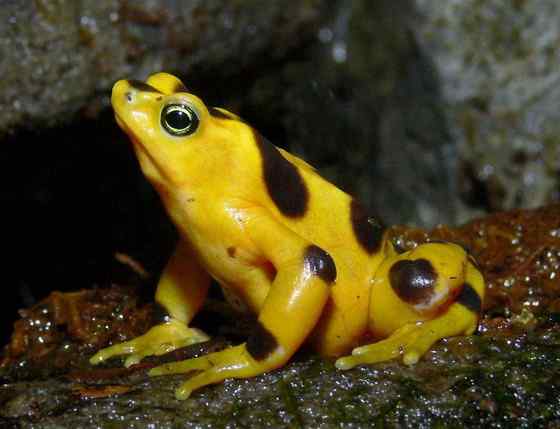 巴拿马金蛙 黄金箭毒蛙（Golden Arrow Poison Frog）