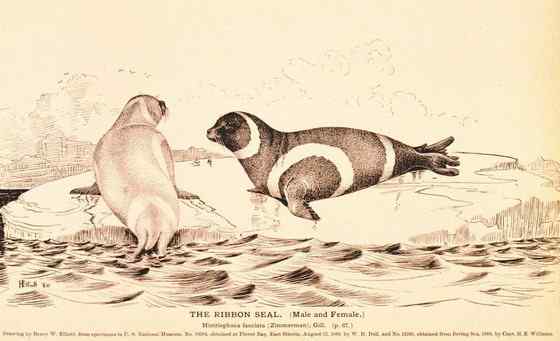 环海豹 带纹海豹、绶带海豹