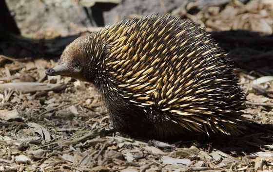 下蛋的哺乳动物“刺猬”  针鼹
