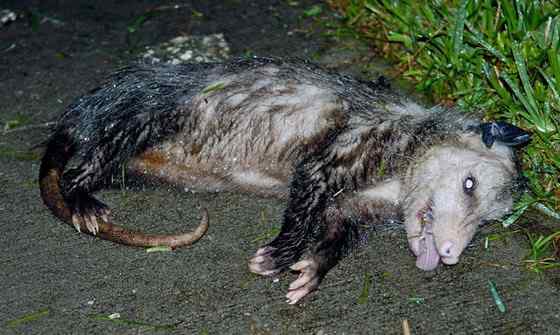 北美洲唯一的一种有袋动物  负鼠 会装死 会疾停