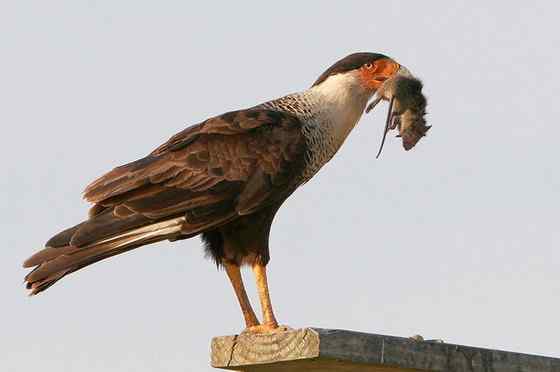 墨西哥的国鸟  凤头卡拉鹰 Polyborus plancus