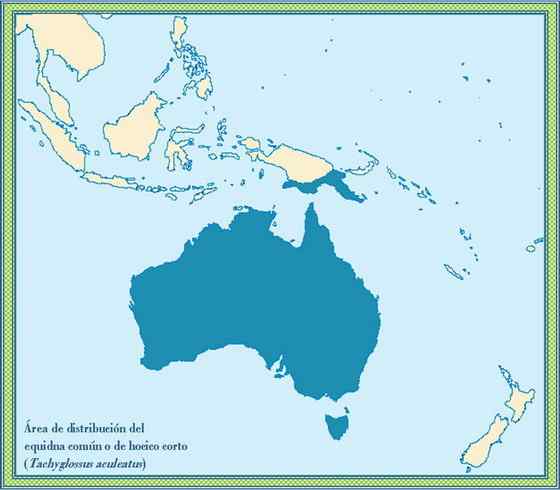 下蛋的哺乳动物“刺猬”  针鼹