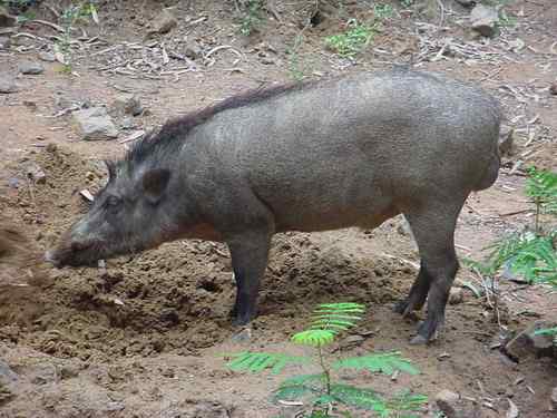 巴布亚新几内亚基那——天堂鸟及野猪