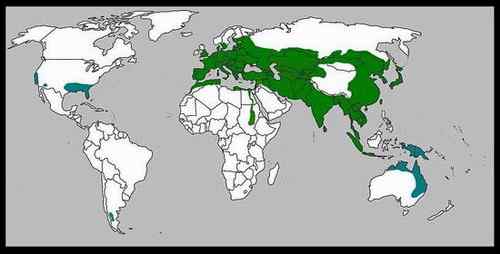 巴布亚新几内亚基那——天堂鸟及野猪