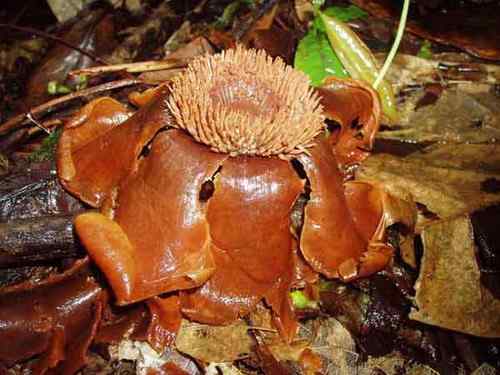 苏里南饰冠鹰雕