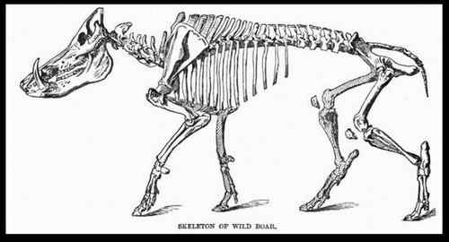 巴布亚新几内亚基那——天堂鸟及野猪
