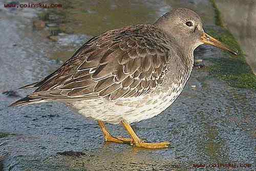 法罗群岛克郎——紫鹬