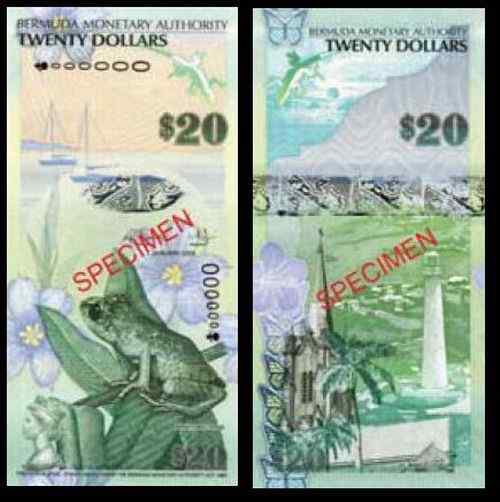 百慕大北美鸣蛙