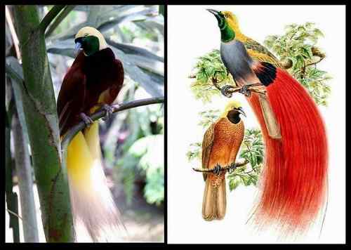 巴布亚新几内亚基那——天堂鸟及野猪