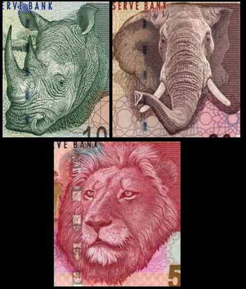 南非兰特——非洲狮