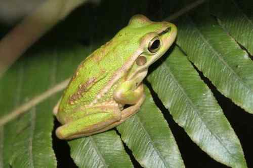 百慕大北美鸣蛙