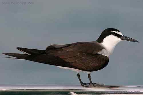 猪笼草、褐翅燕鸥 bridled tern